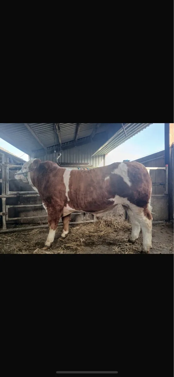 PBR Simmental bulls - Image 1