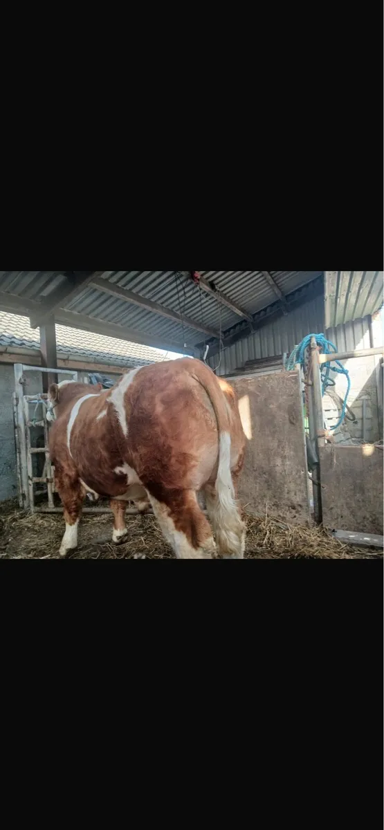 PBR Simmental bulls - Image 2