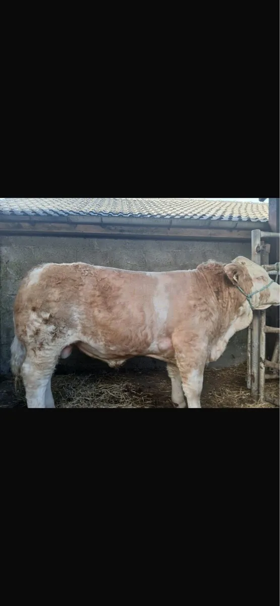 PBR Simmental bulls - Image 4