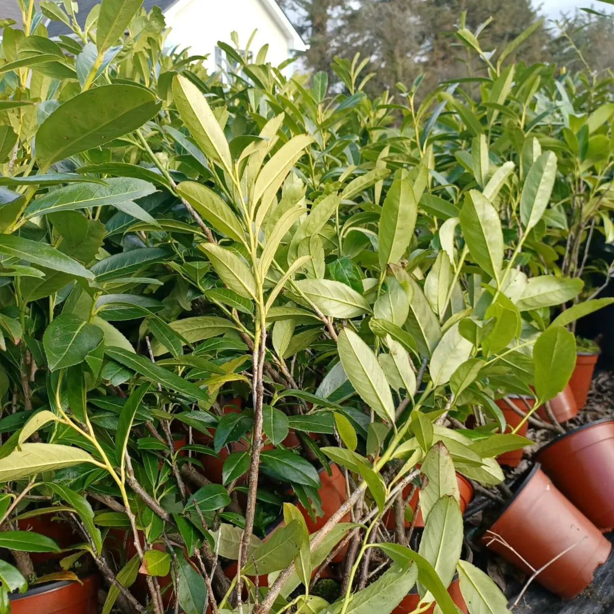 Hedging  red robin    laurel - Image 1