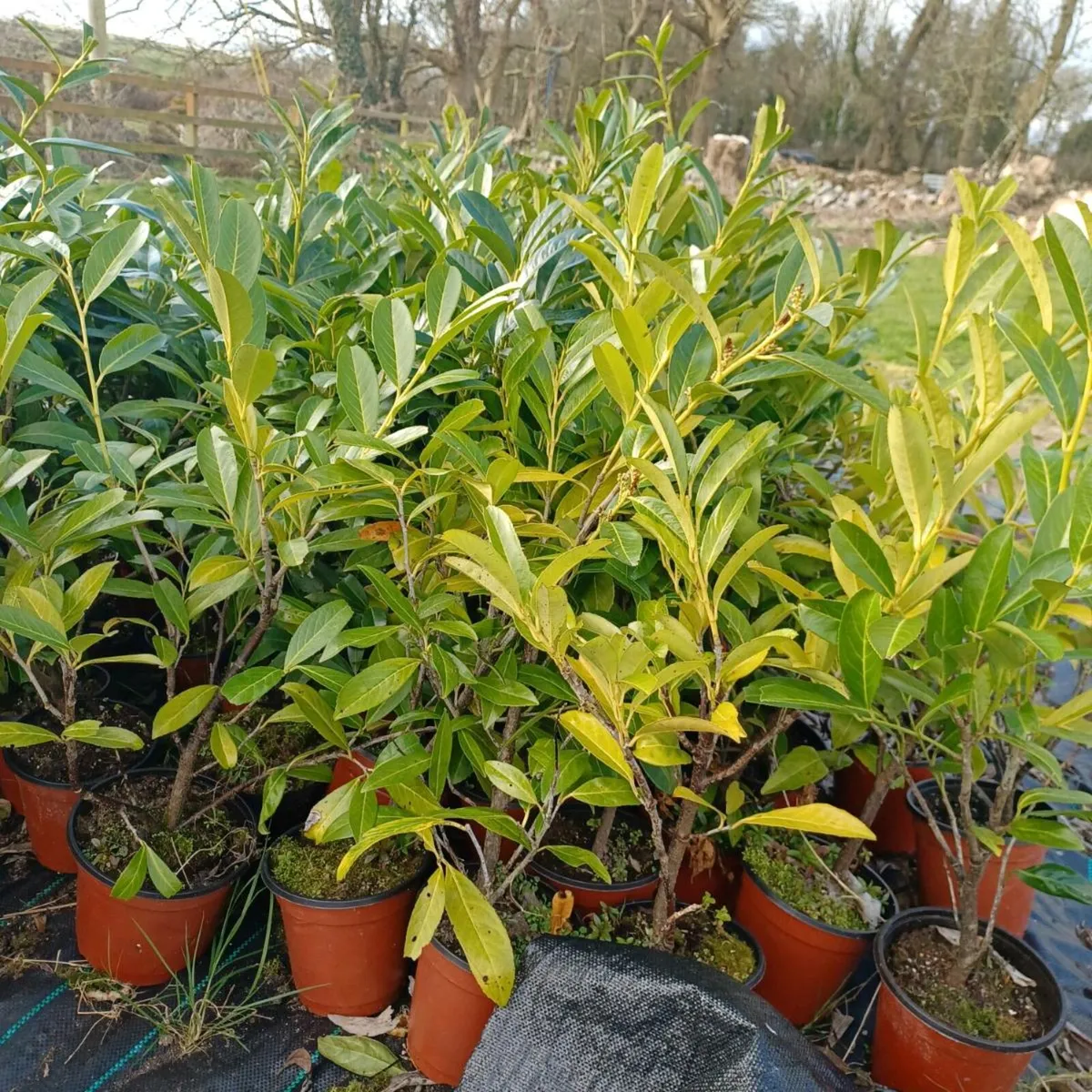 Hedging  red robin    laurel - Image 2