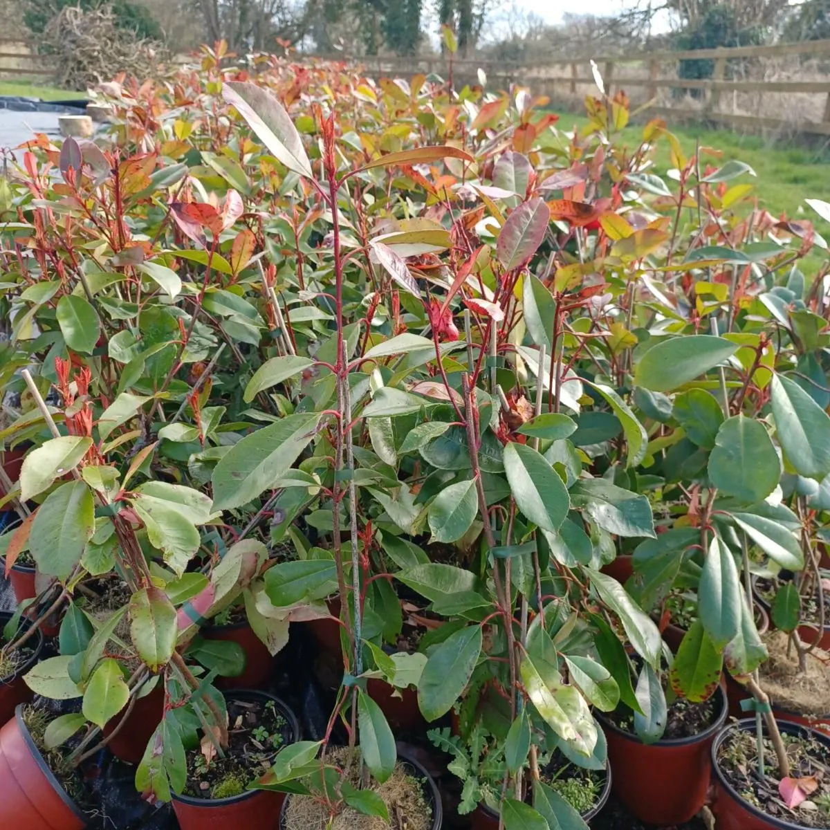 Hedging  red robin    laurel - Image 3