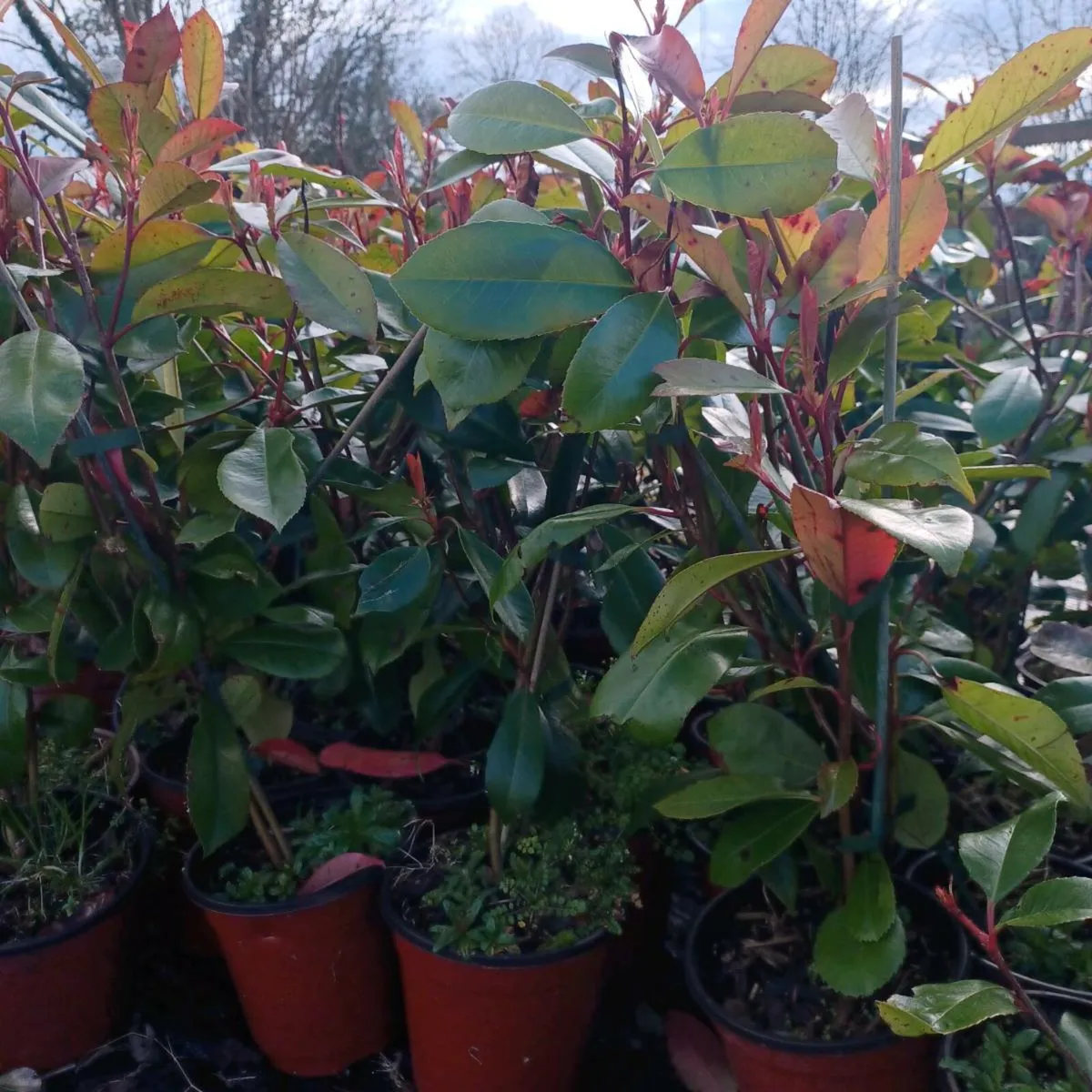 Hedging  red robin    laurel - Image 4