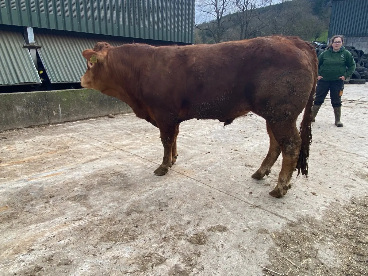 PBR Bulls - Image 2