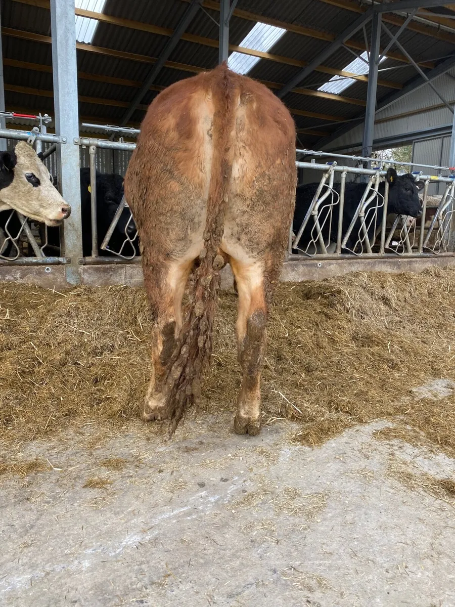PBR Bulls - Image 4