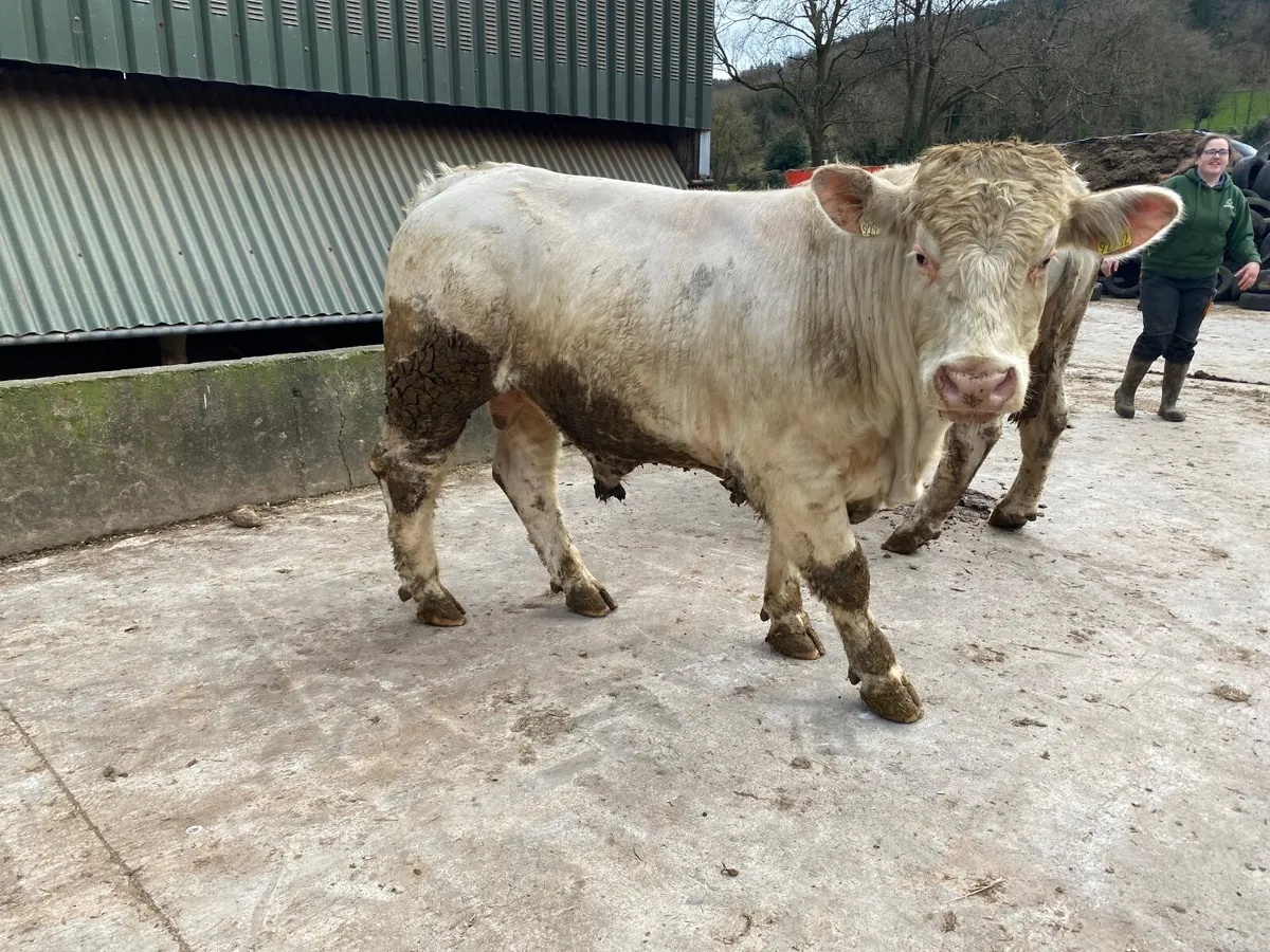 PBR Bulls - Image 1
