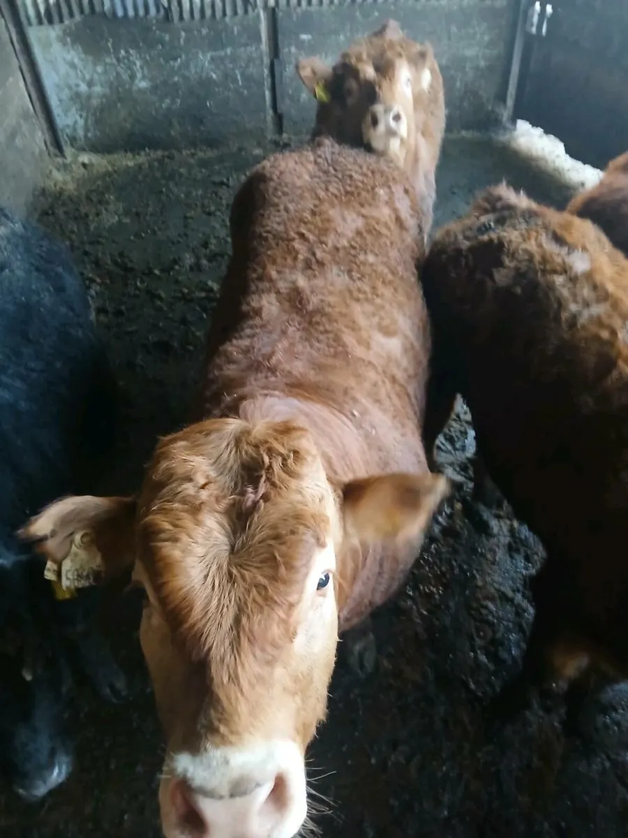 Pedigree limousine bulls - Image 1