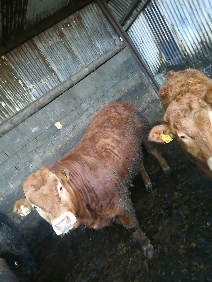 Pedigree limousine bulls - Image 2