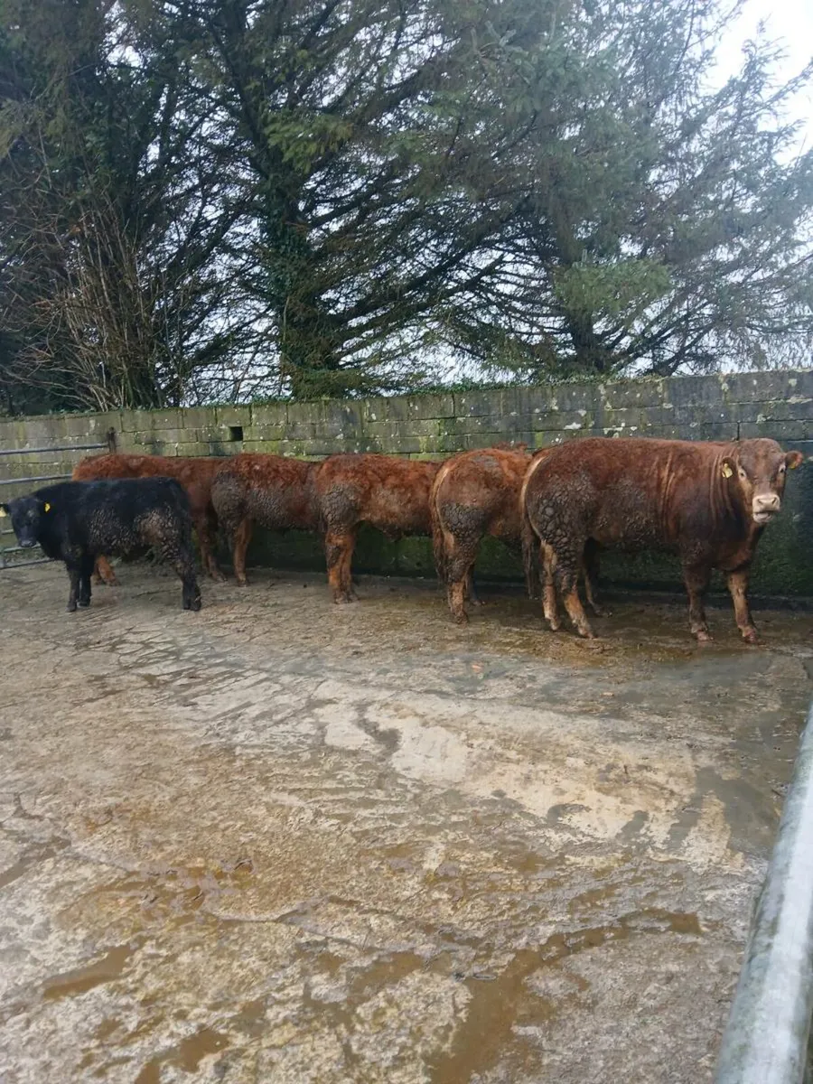 Pedigree limousine bulls - Image 3