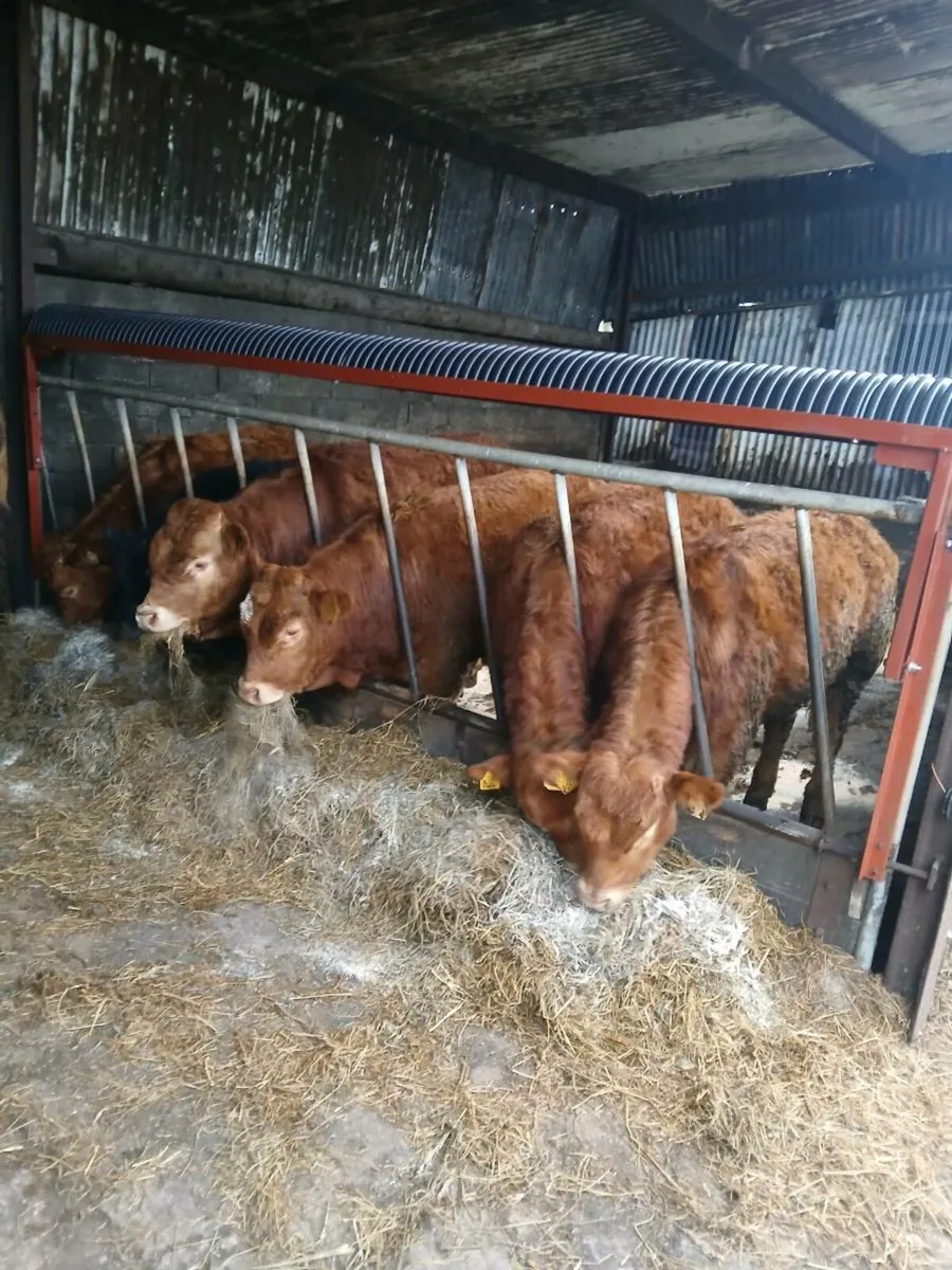 Pedigree limousine bulls - Image 4