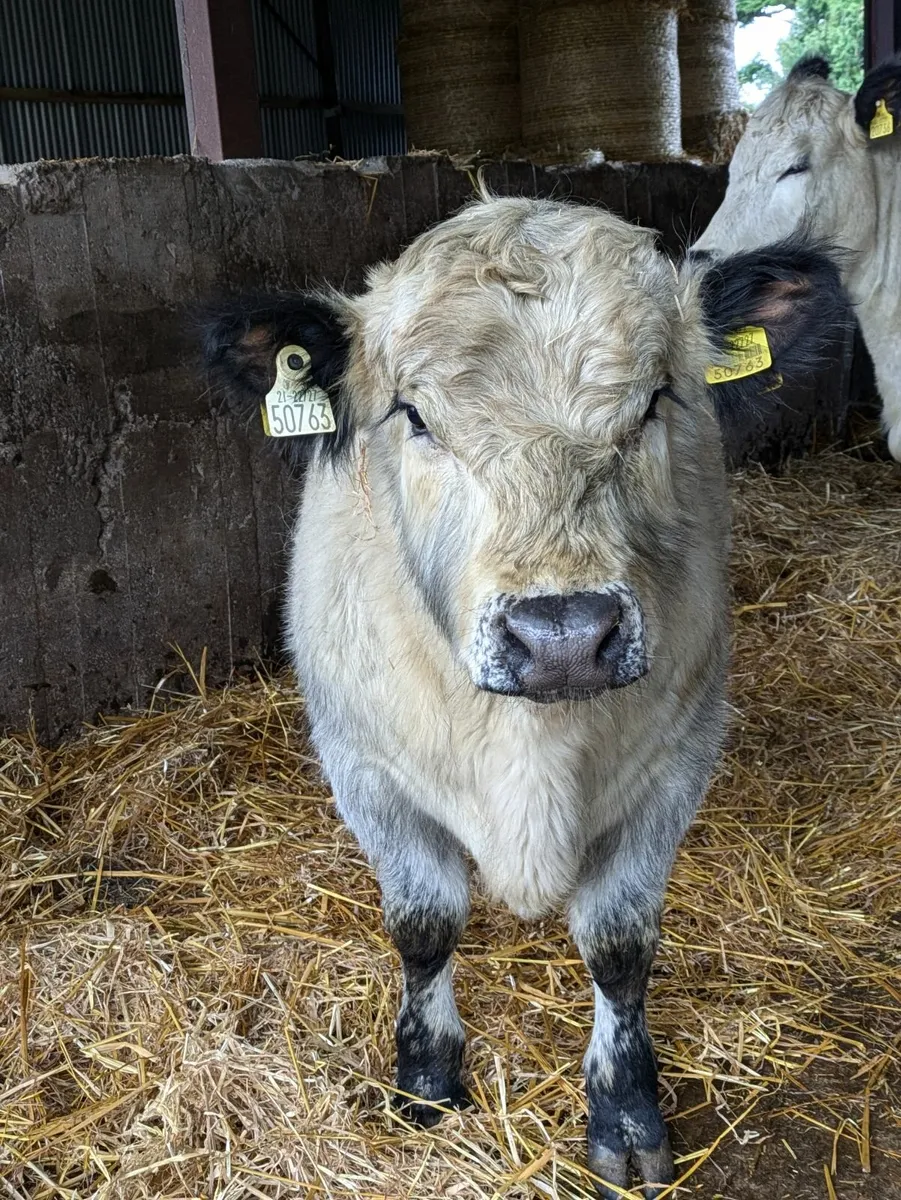 Pedigree speckle parks - Image 2