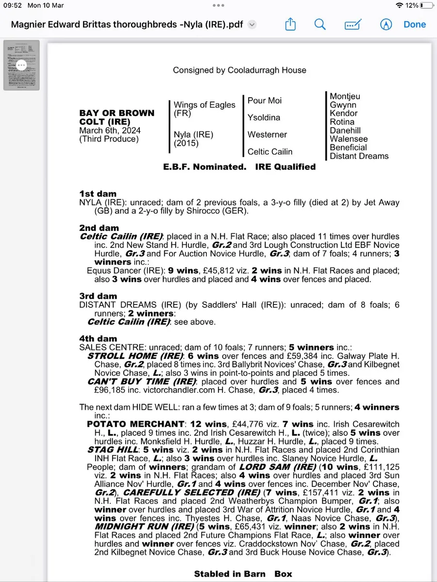 Thoroughbred Mare infoal and colt foal at foot. - Image 3