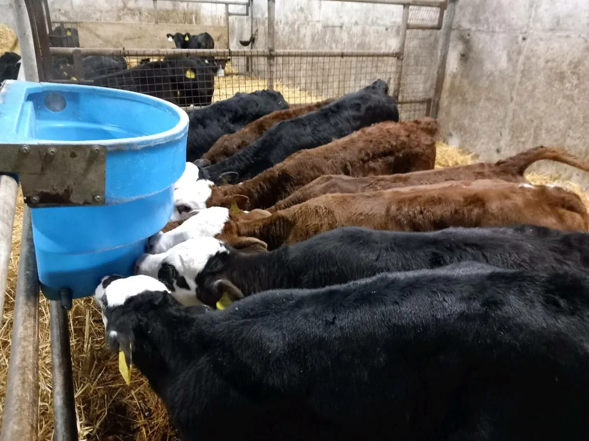 14 Lovely Heifer Calves - Image 1