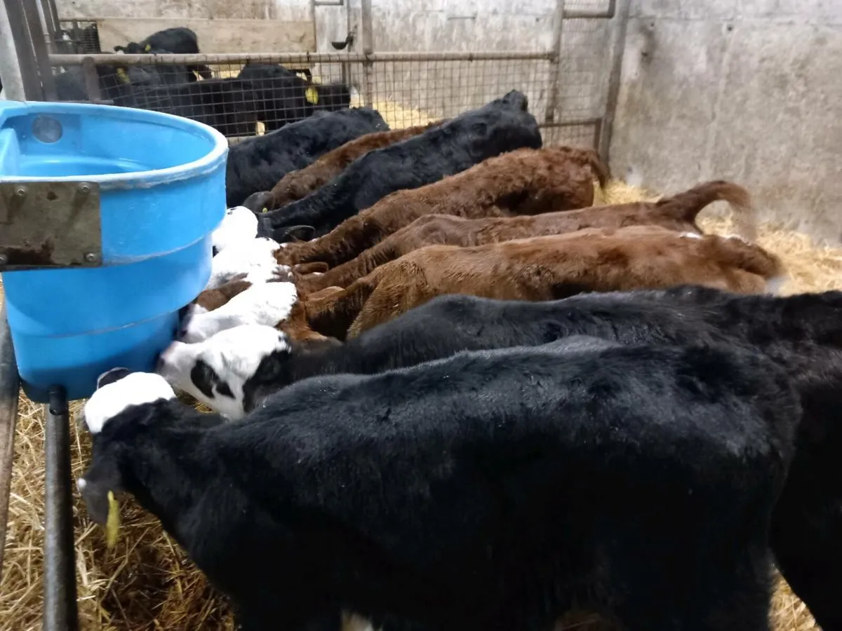 14 Lovely Heifer Calves - Image 2