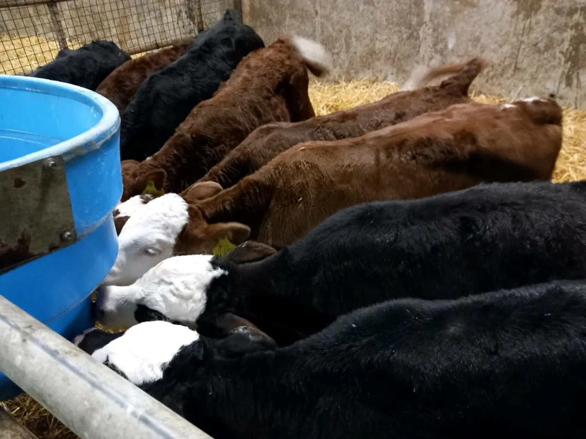 14 Lovely Heifer Calves - Image 3
