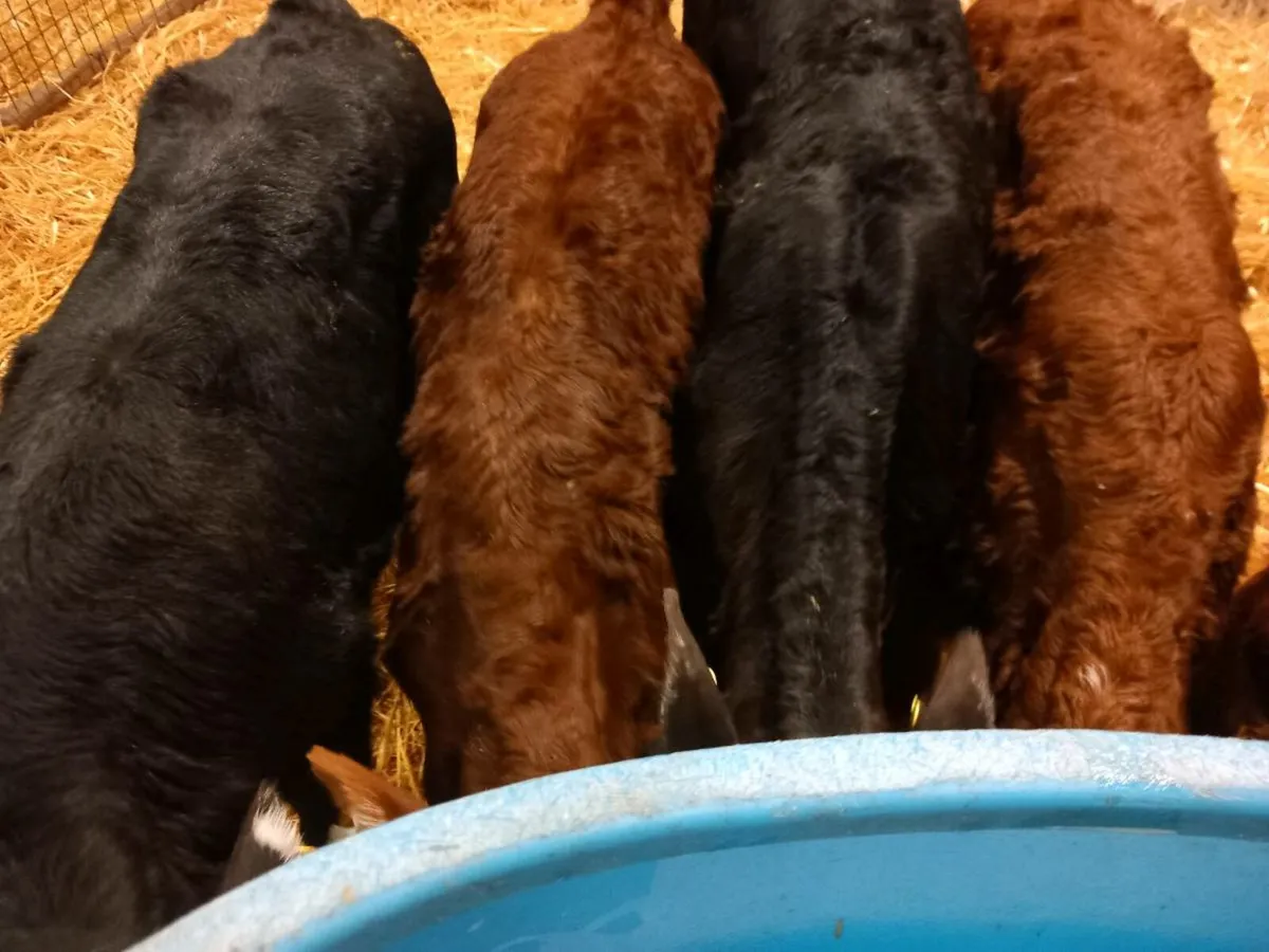 14 Lovely Heifer Calves - Image 4
