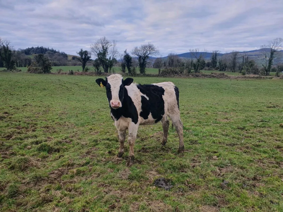 Bulling heifers