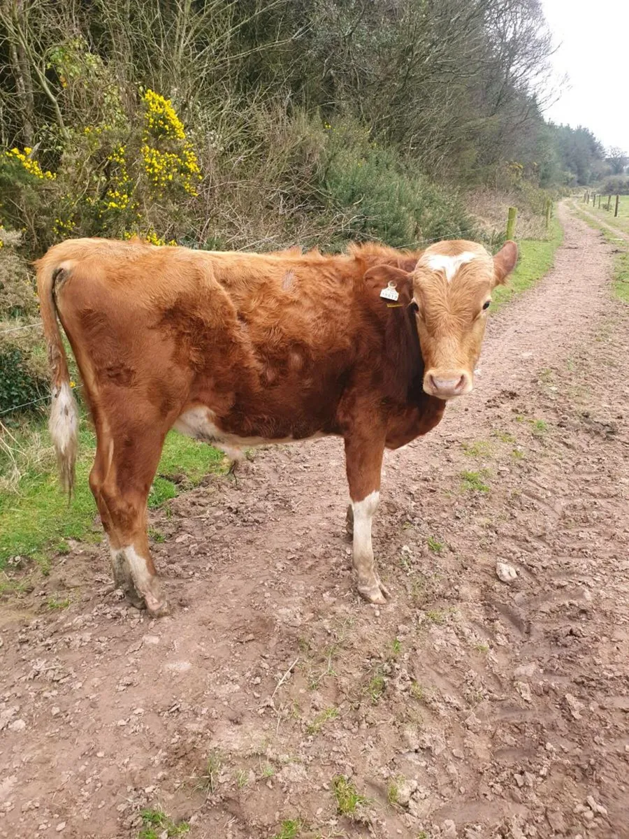 Guernsey Bull - Image 1