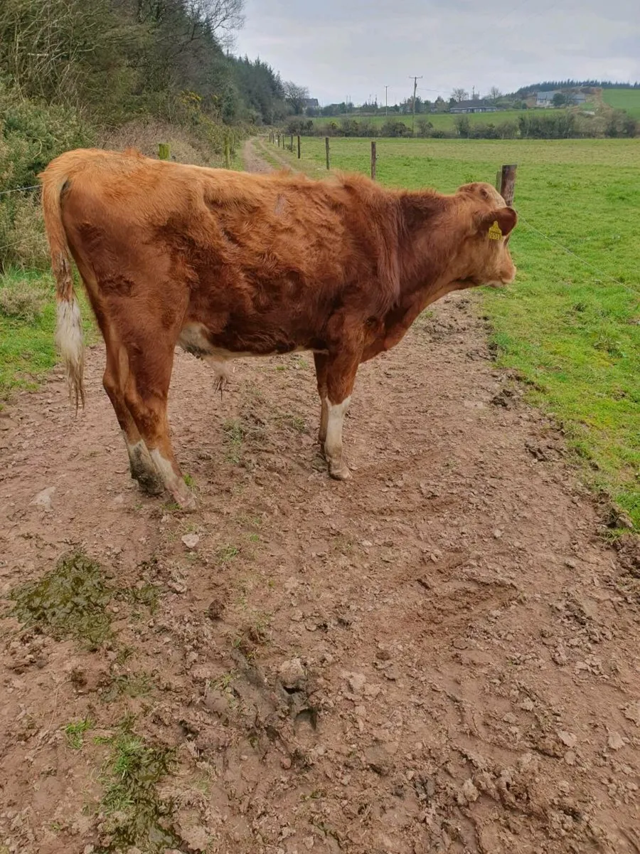 Guernsey Bull - Image 2