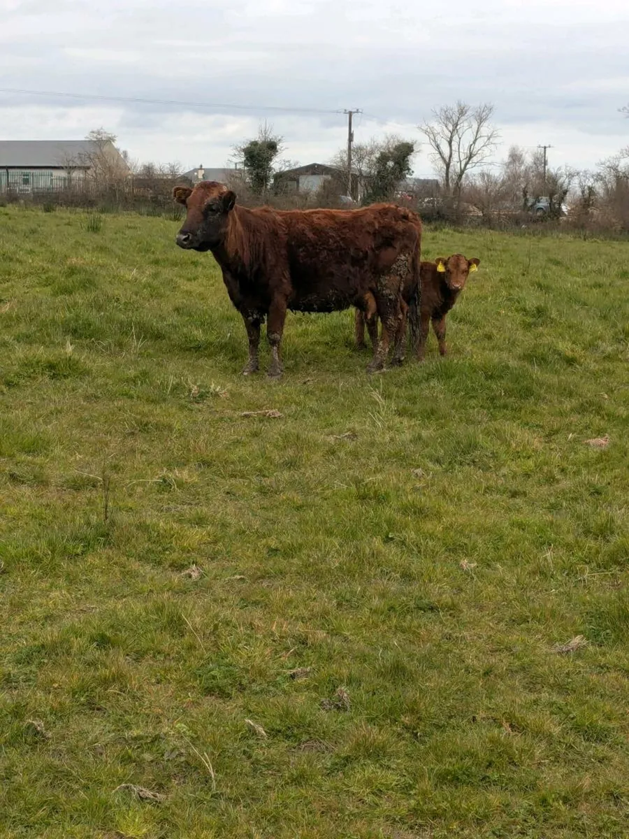 Pedigree Dexter Cows and Calves - Image 1