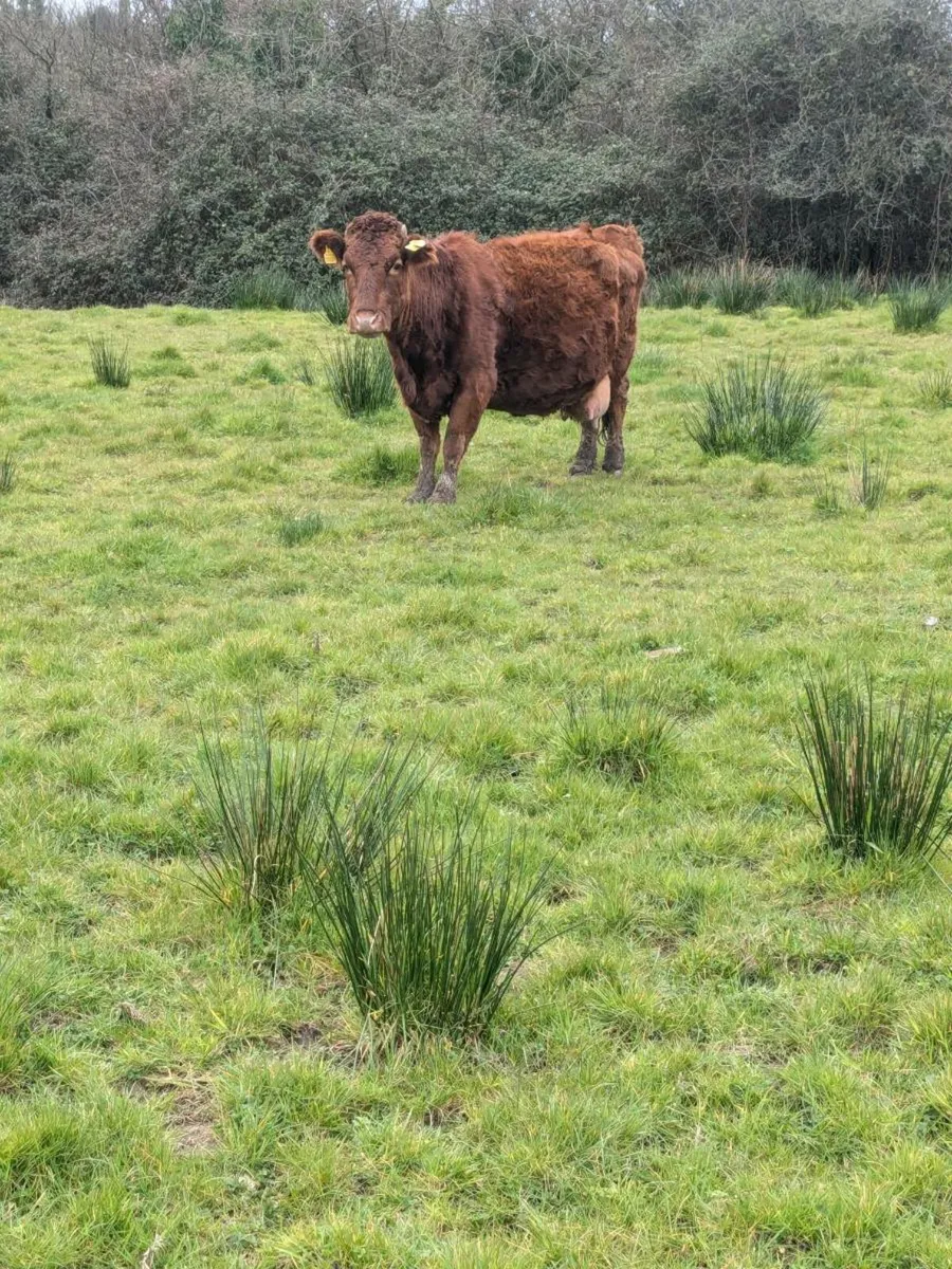 Pedigree Dexter Cows and Calves - Image 2