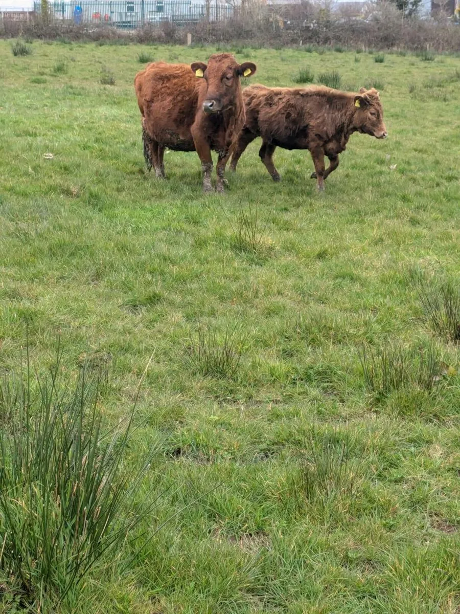 Pedigree Dexter Cows and Calves - Image 3