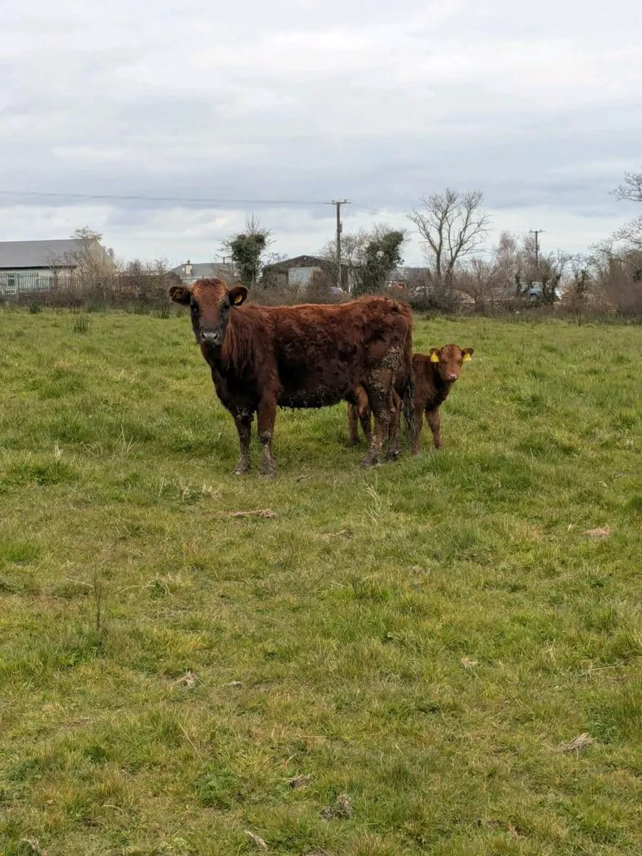 Pedigree Dexter Cows and Calves - Image 4