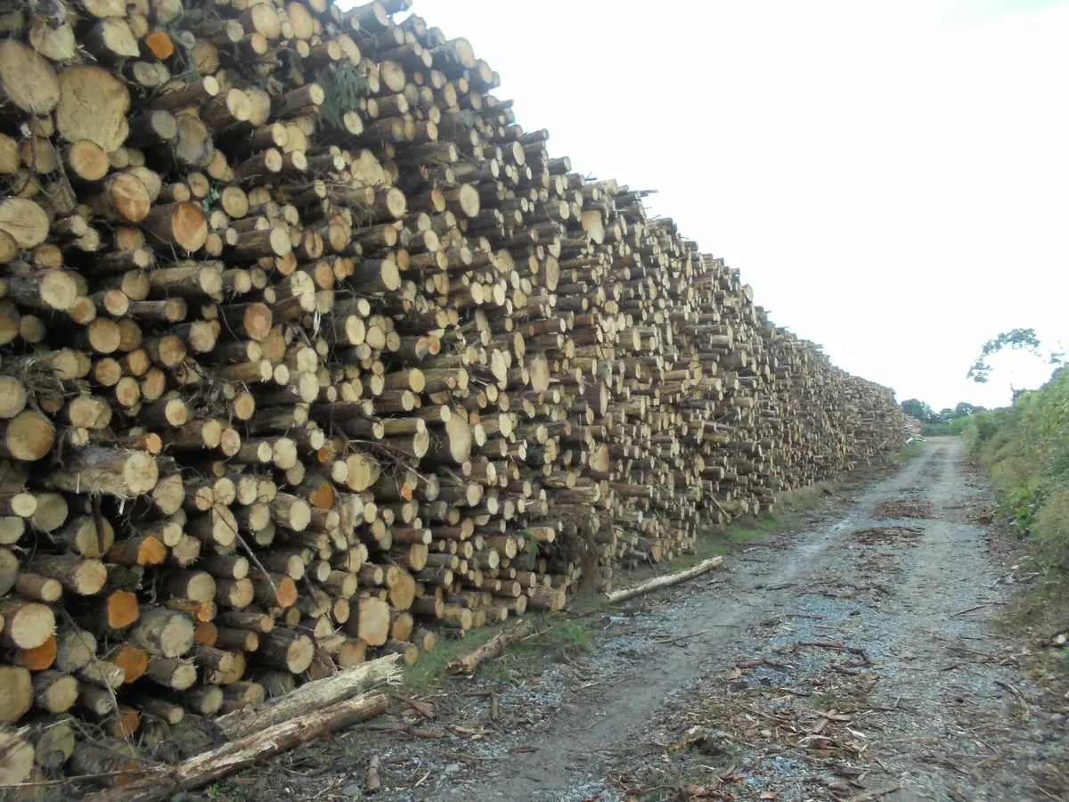 @@ FIREWOOD. - Image 2