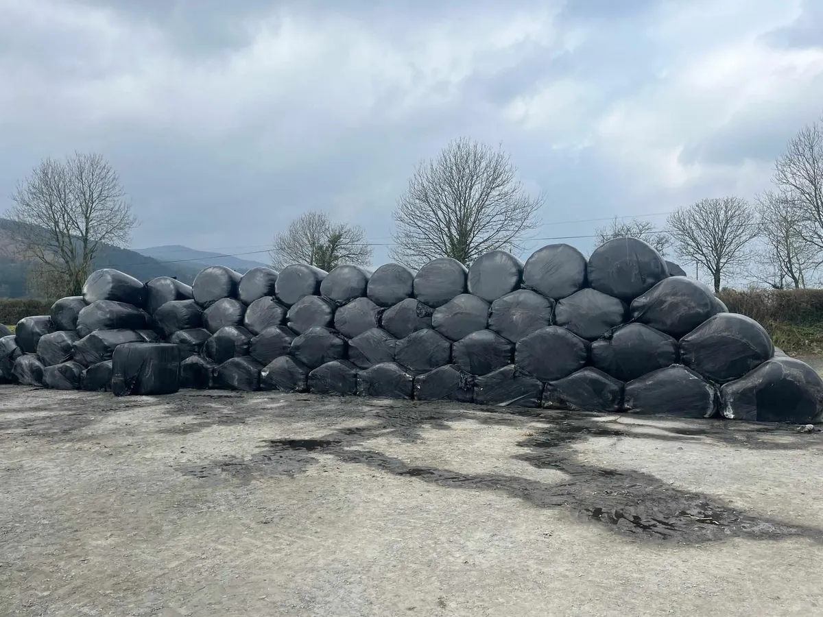 Silage - Image 4