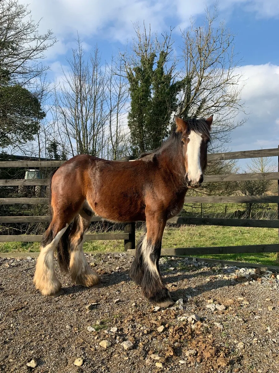 3yrs old horse - Image 1