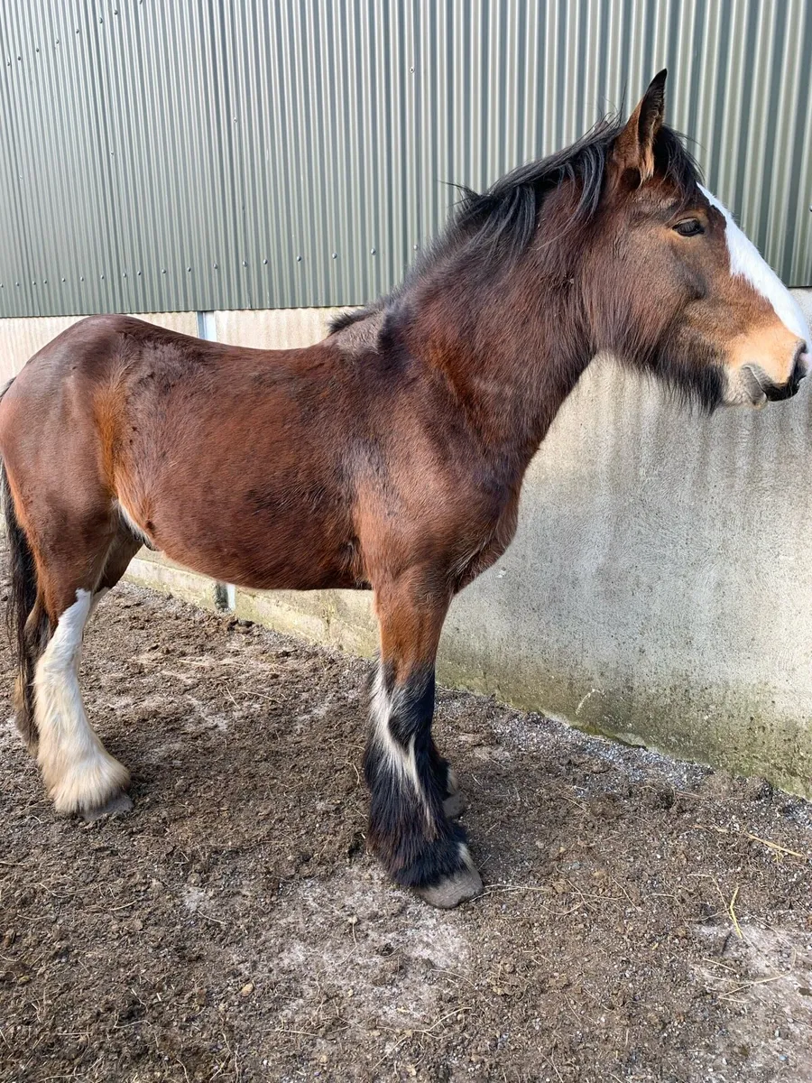 3yrs old horse - Image 2