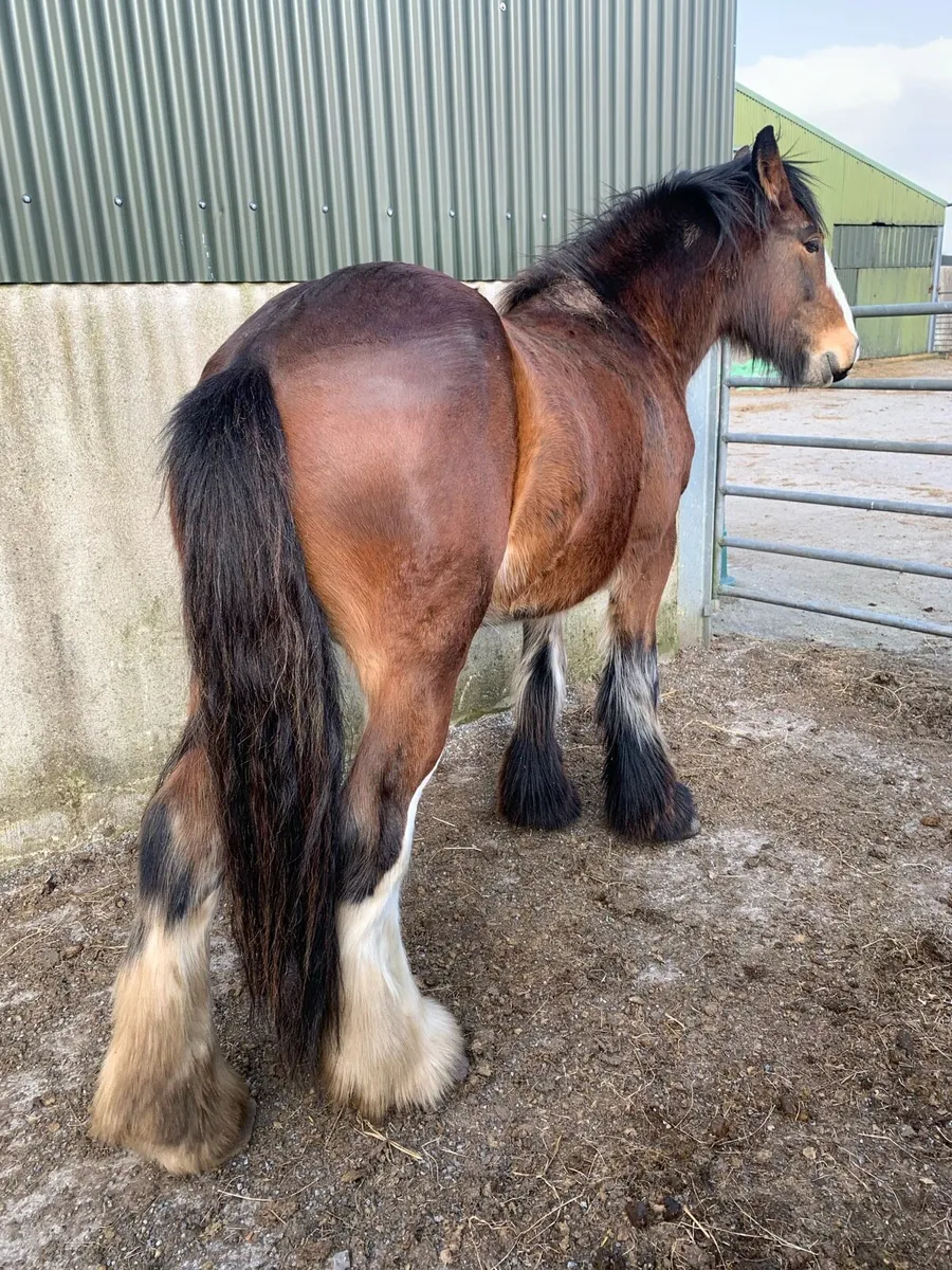 3yrs old horse - Image 3