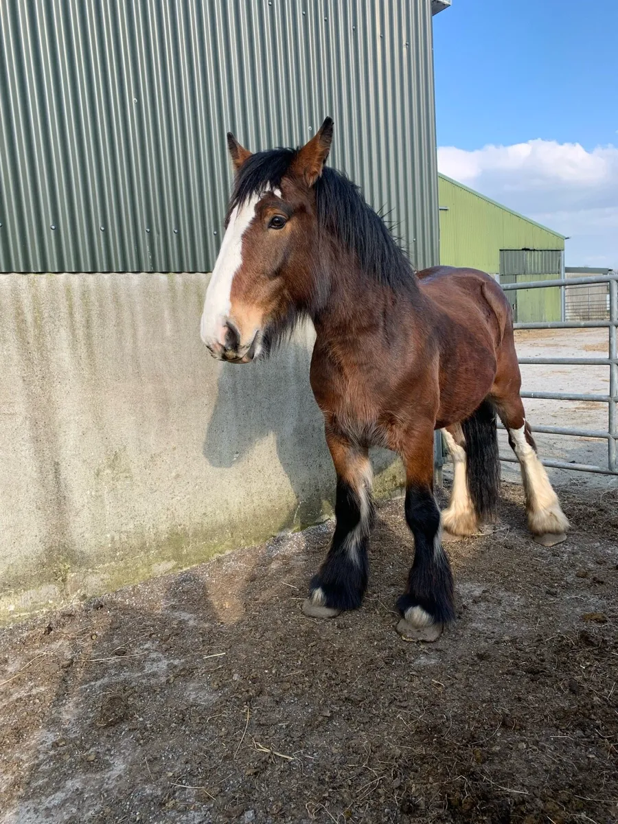 3yrs old horse - Image 4