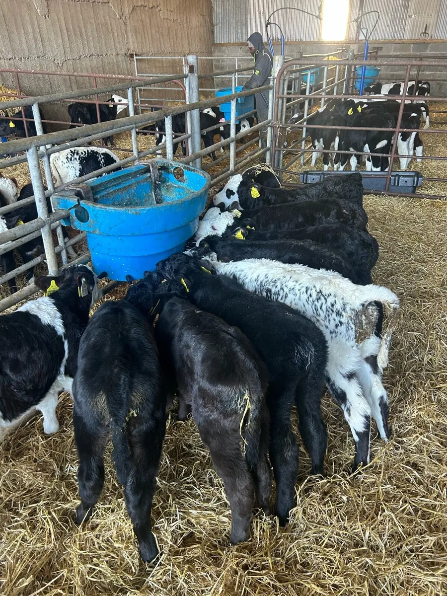 Calves for sale - Image 1