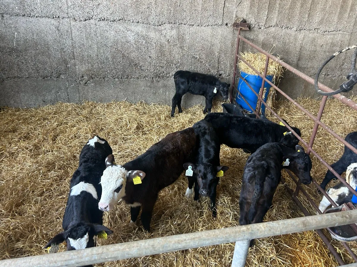 Calves for sale - Image 2