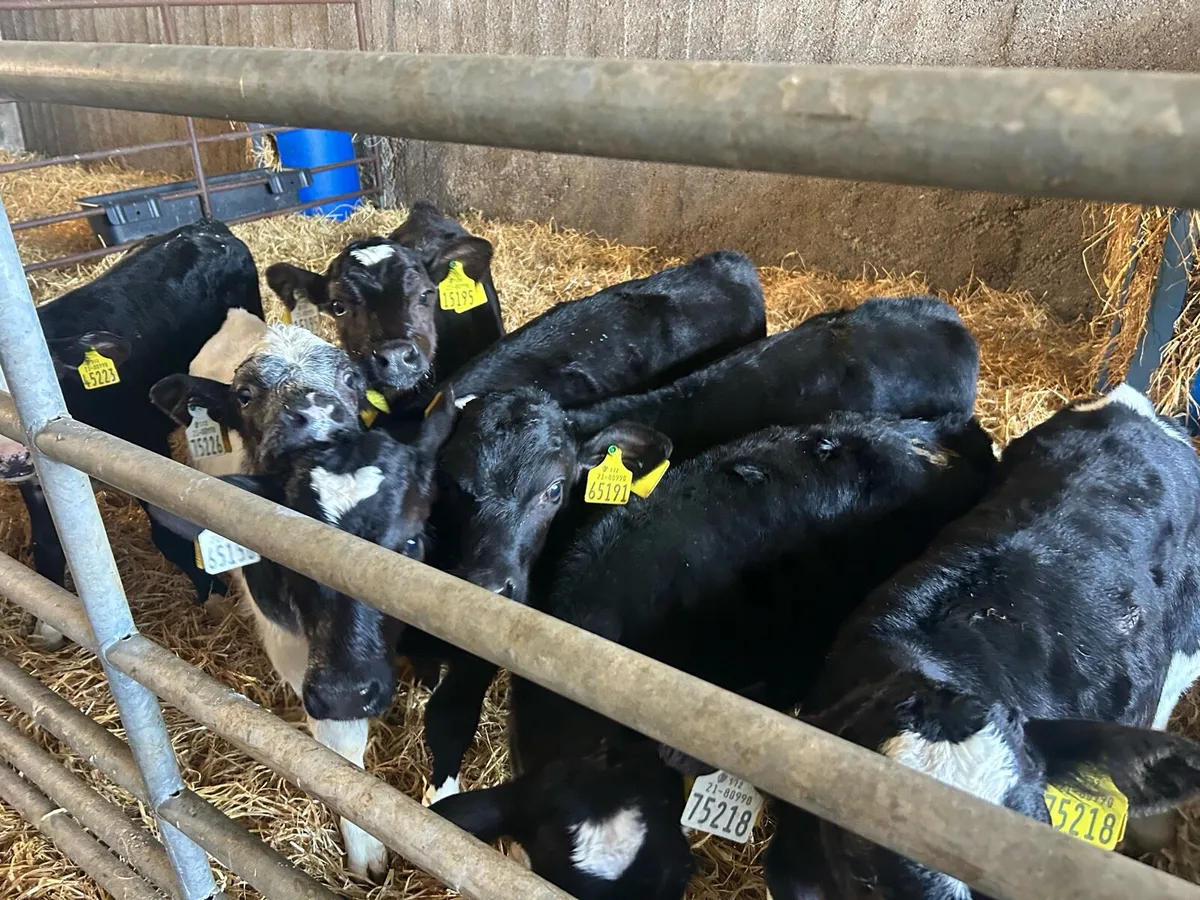 Calves for sale - Image 3