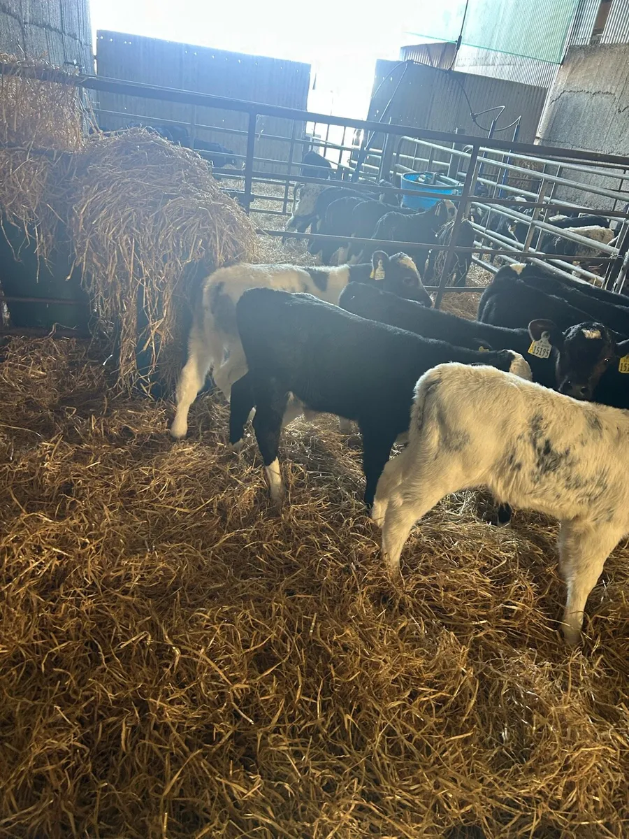 Calves for sale - Image 4