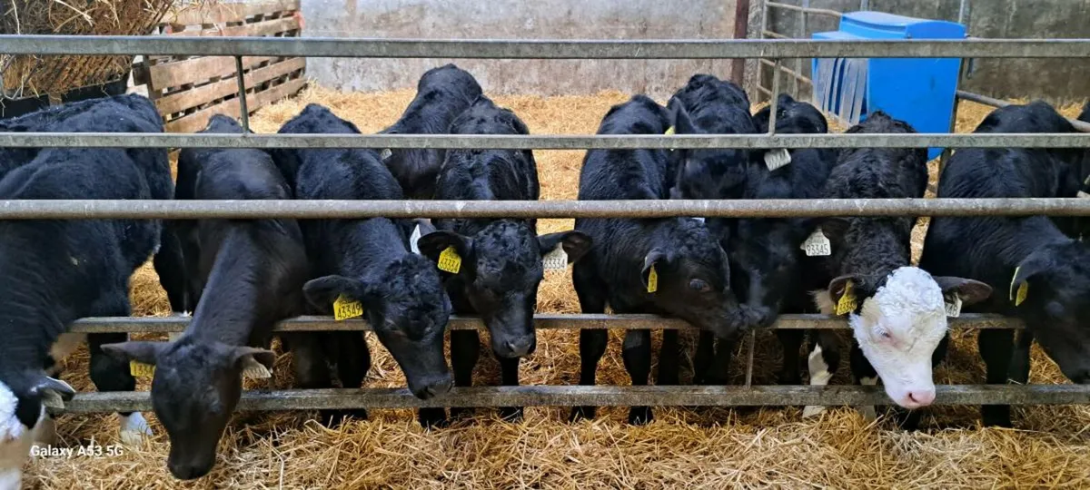 Calves