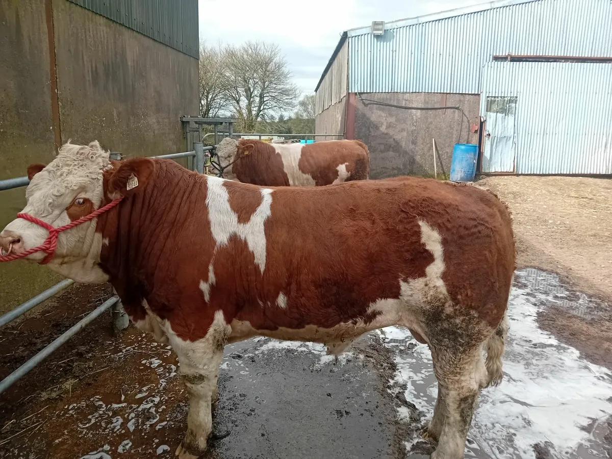 Bulls for sale - Image 1