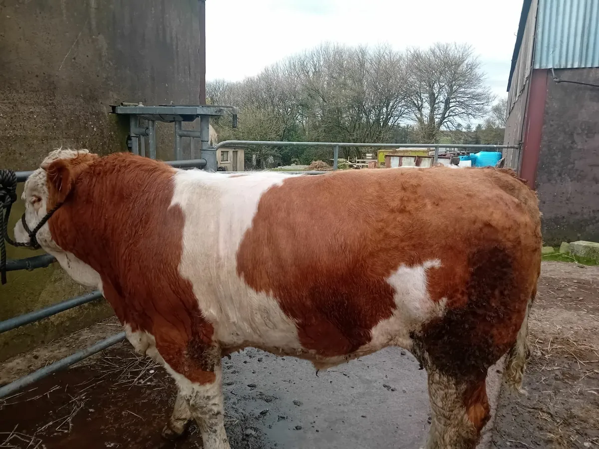 Bulls for sale - Image 4
