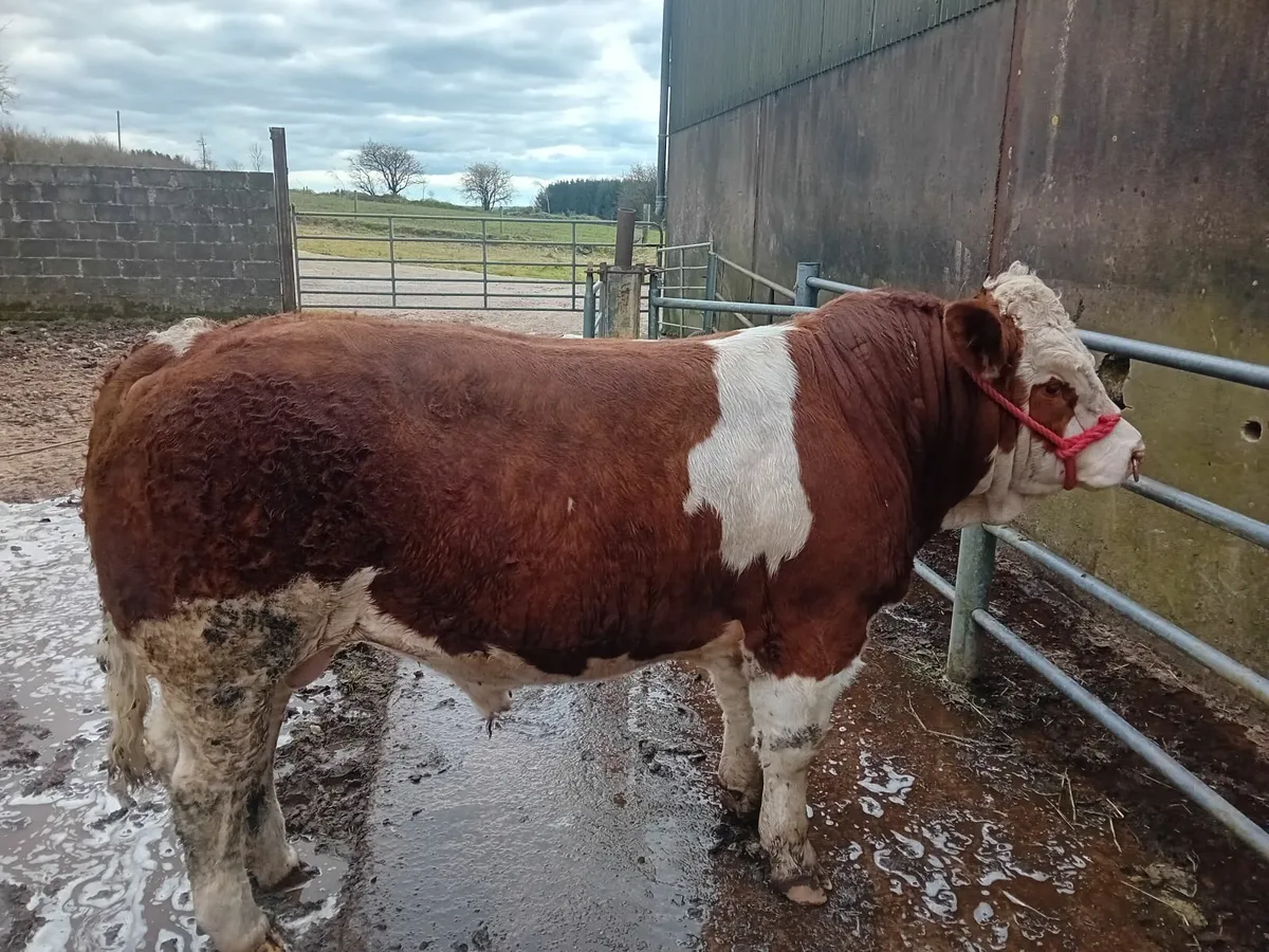 Bulls for sale - Image 2