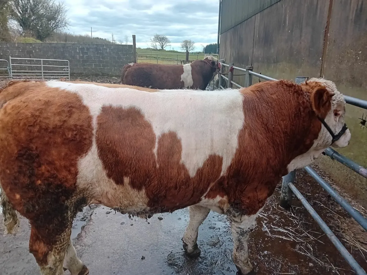 Bulls for sale - Image 3