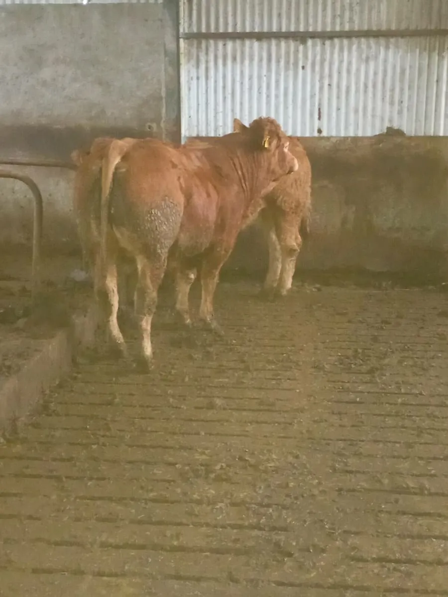 5 STAR P.B.R LIMOUSIN BULLS - Image 3