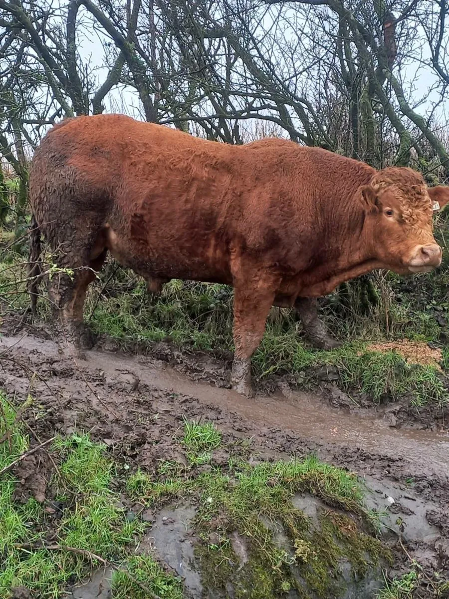 5 STAR P.B.R LIMOUSIN BULLS - Image 4