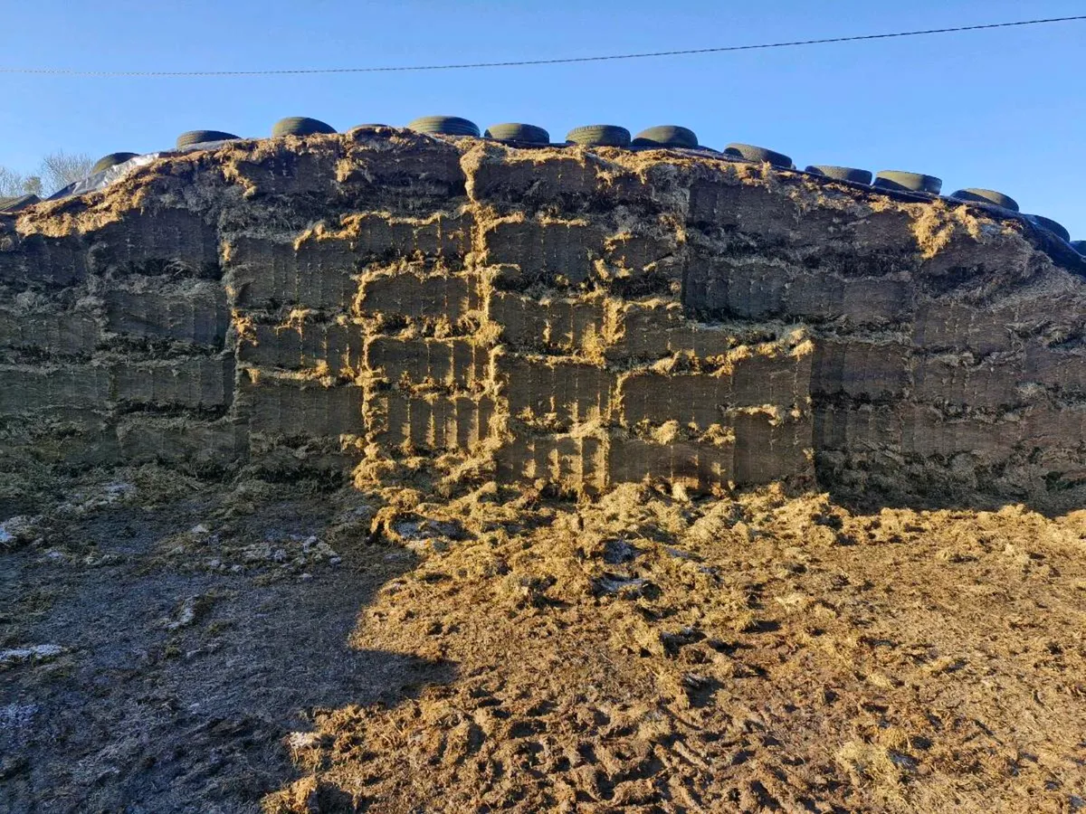 Free pit silage