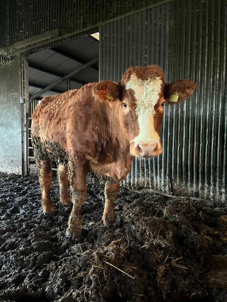 Eby bred Heifer - Image 3