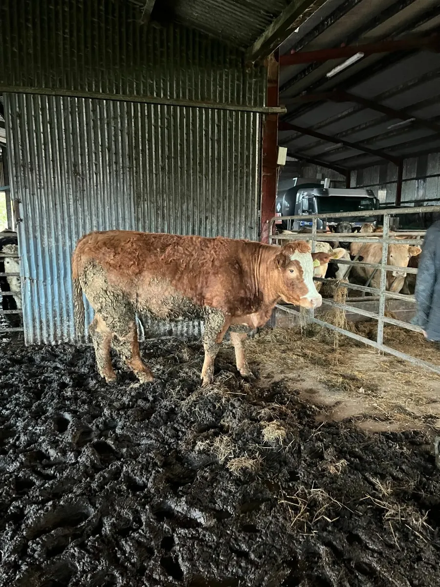 Eby bred Heifer - Image 4