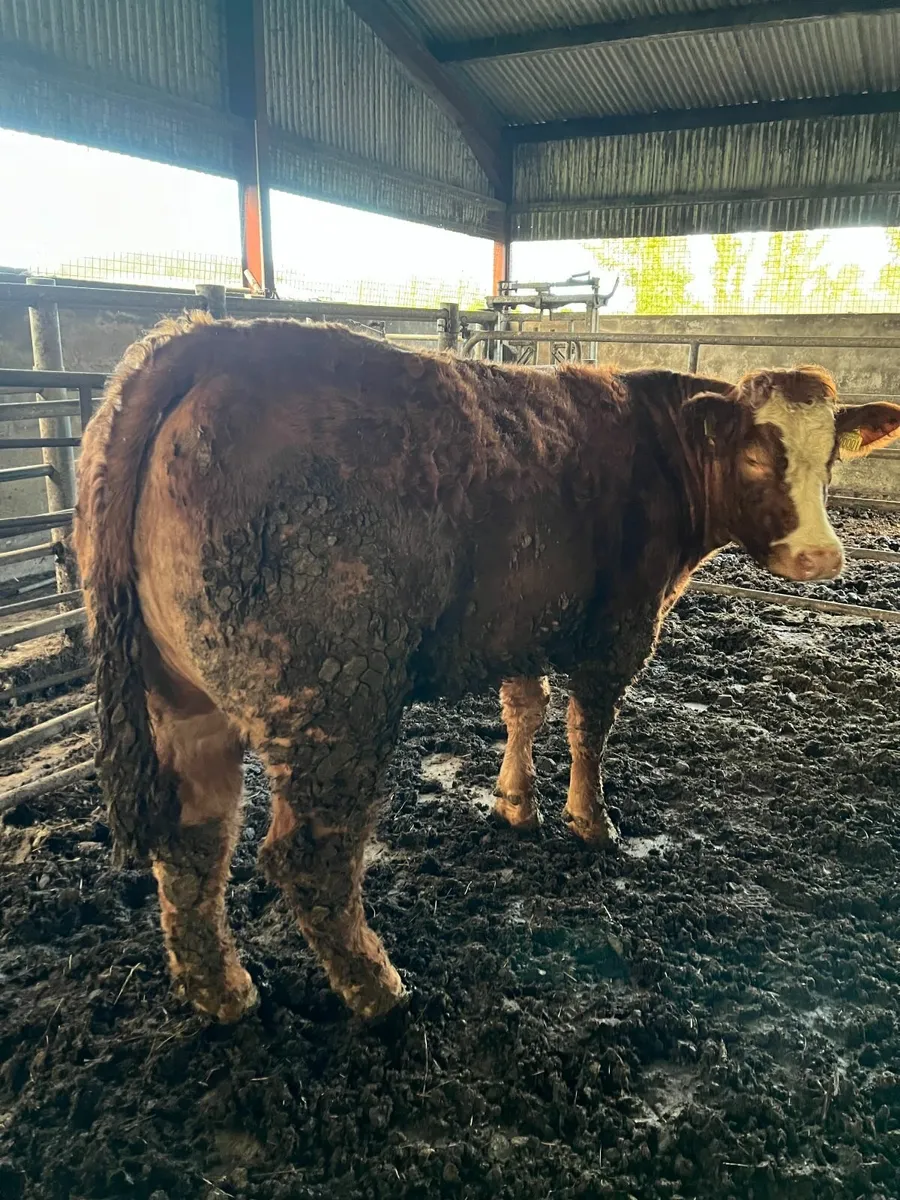 Eby bred Heifer - Image 1