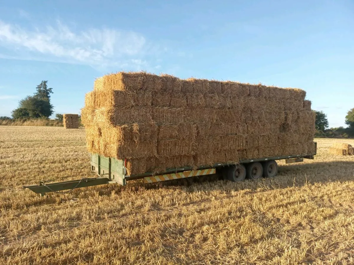Straw for sale - Image 2