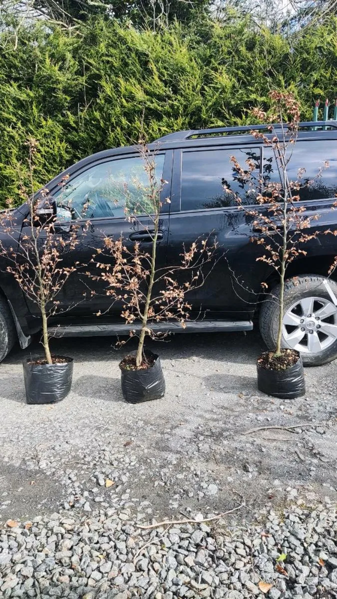 Potted Beech Trees/Hedging 20 euro - Image 1